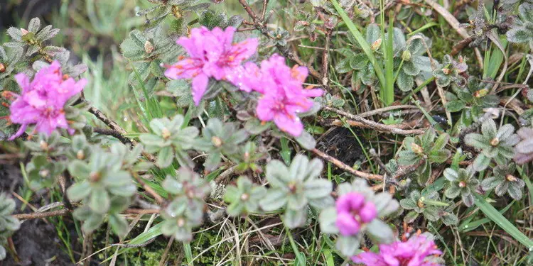 भा:लु मेन्दोक